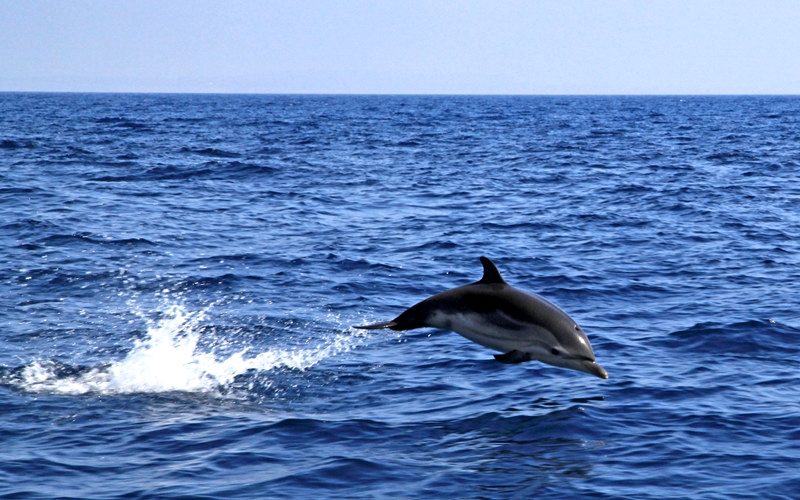 выпрыгнувший из моря дельфин парит над водой