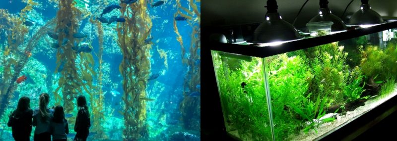 коллаж: стеклянная стена огромного океанариума и домашний аквариум