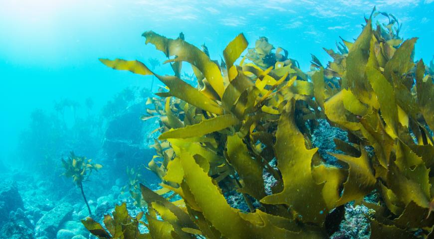 Морские водоросли под водой