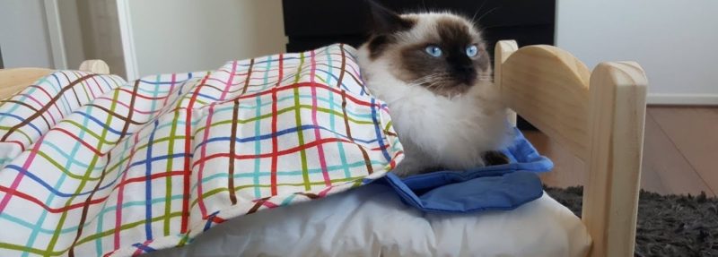 кошка на кроватке под одеялом