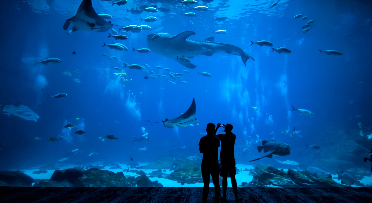 океанариум Monterey Bay Aquarium, вид изнутри на одну из витрин