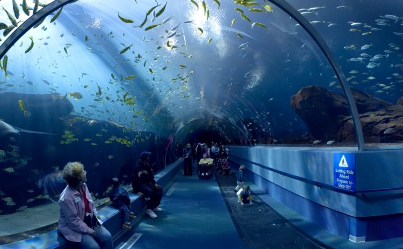 "Акулий тоннель" в океанариуме Молл Аквариум с посетителями