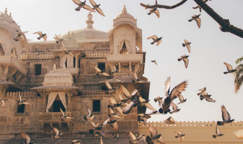 Птицы над индийским храмом