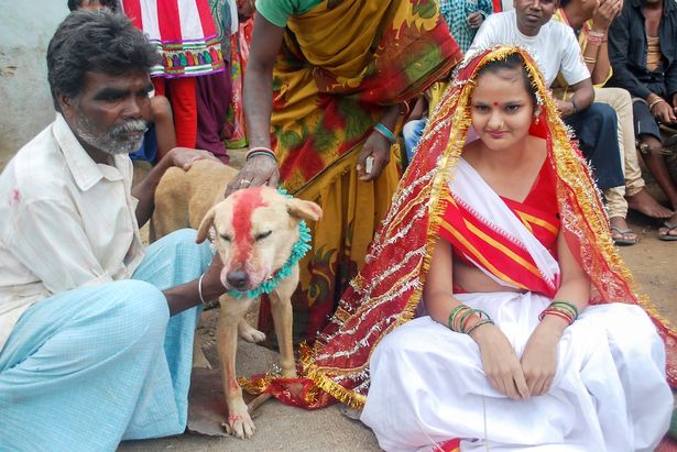 индийская девушка в фате и собака с краской на морде