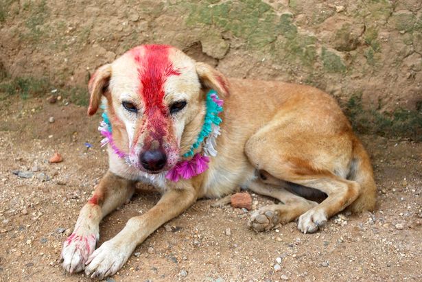 собака с краской на морде и в цветах
