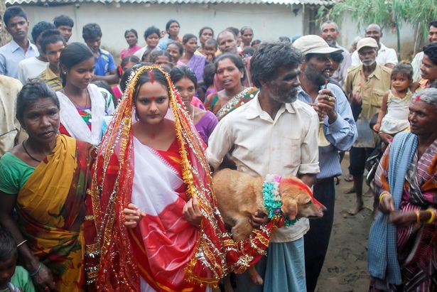 индийская девушка в свадебной одежде и собака