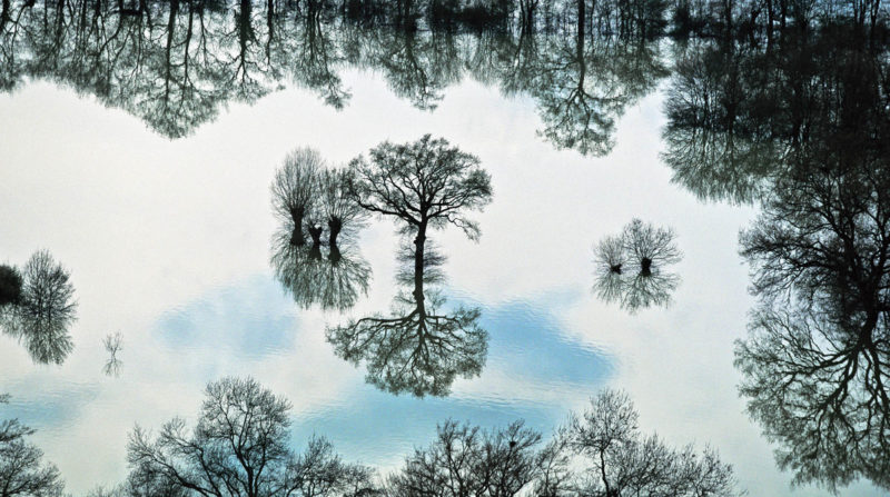 Деревья, отраженные в воде (Франция)