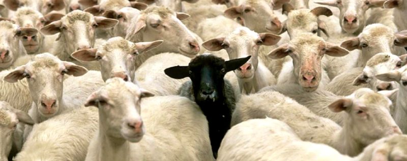 черная овца в стаде белых овец