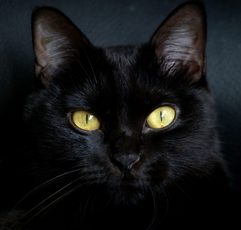 Морда черного кота