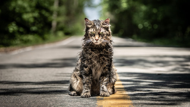 грязный кот на дороге