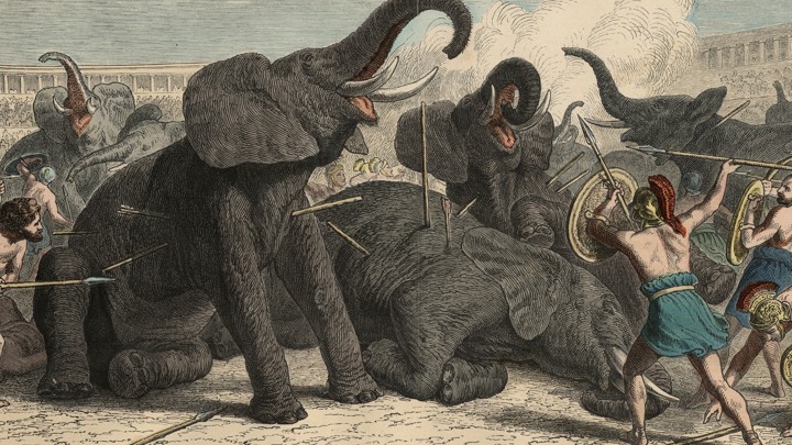 бмитва людей и раненых слонов