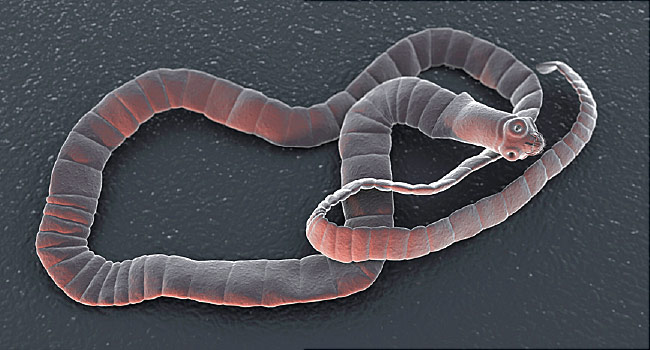 изображение червя