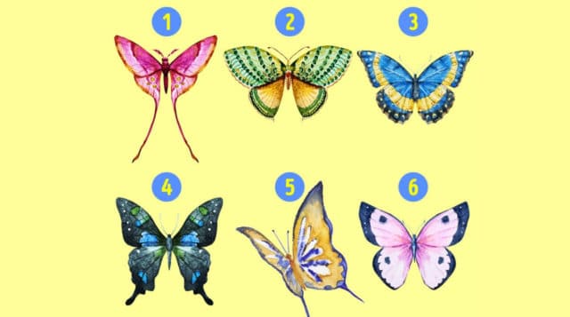 разноцветные бабочки
