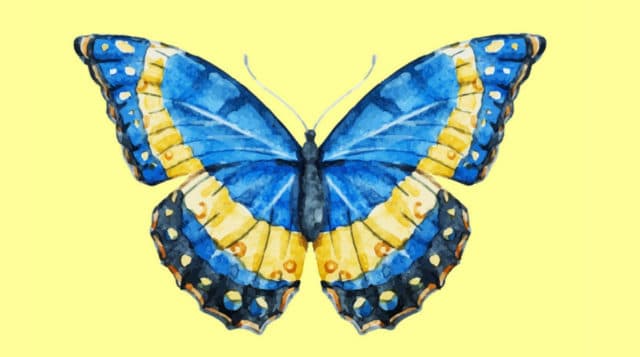 синяя бабочка