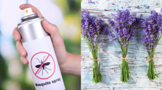 растения против комаров