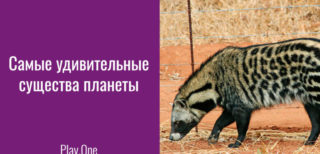 Животные, о которых вы не слышали. Самые удивительные существа планеты