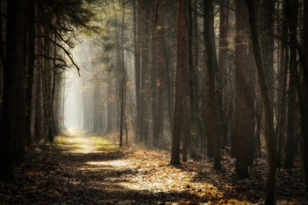 Дорога лес туман