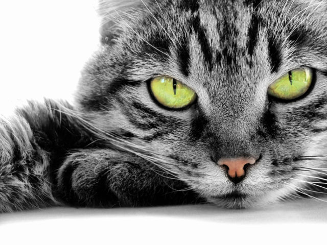 cерый кот с зелеными глазами
