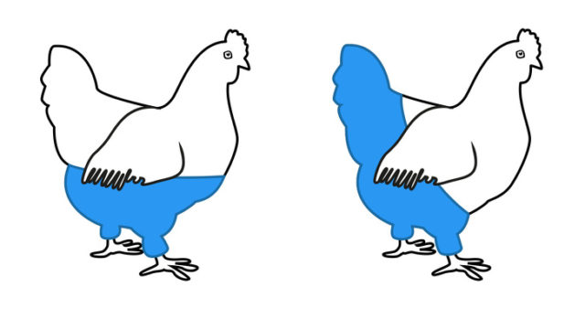 картинка курицы в синих штанах
