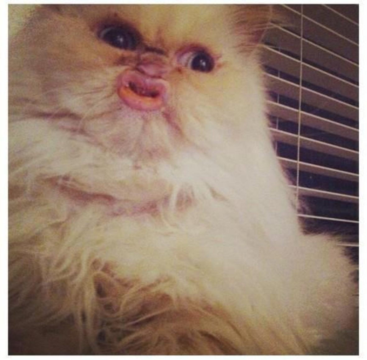 Кот с человеческими губами