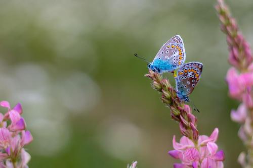 голубая бабочка сидит на цветке