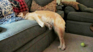 funny-dog-sleeping-positions-108-5d5fb4ce3694e