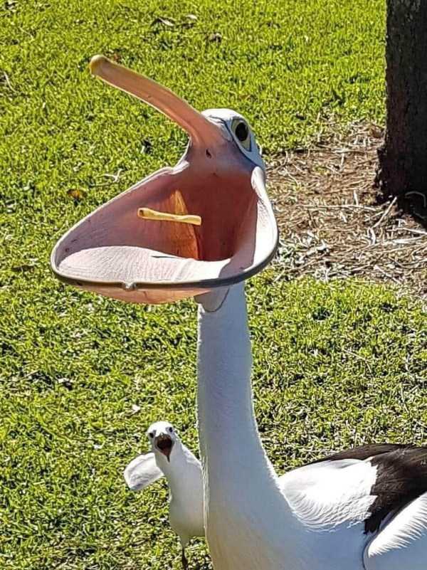 пеликан ловит еду