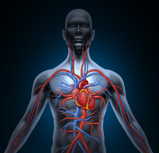 рисунок сердечно-сосудистой системы человека