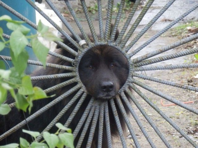 черная собака за забором