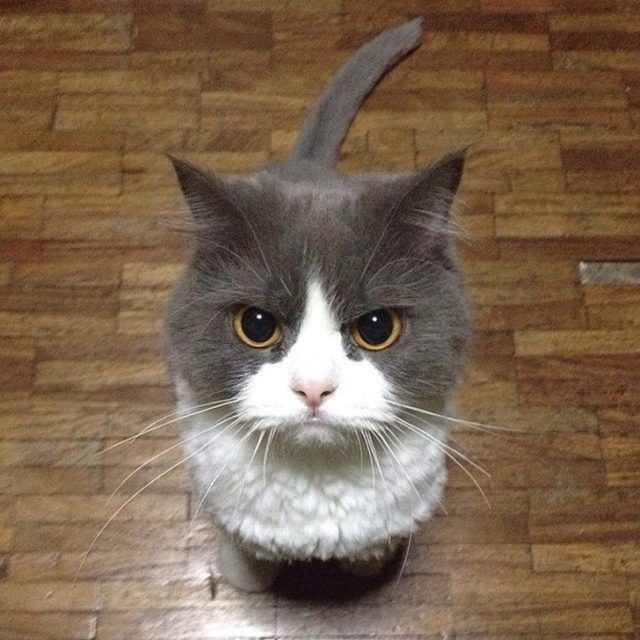 бело-серый кот на полу