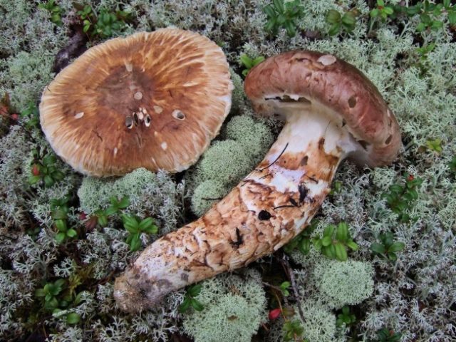 грибы мацутакэ