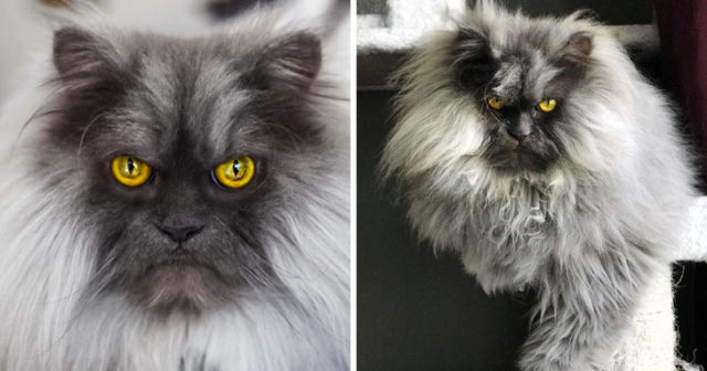 серый пушистый кот с желтыми глазами