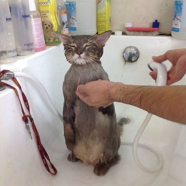 кот стоит на задних лапах в ванне