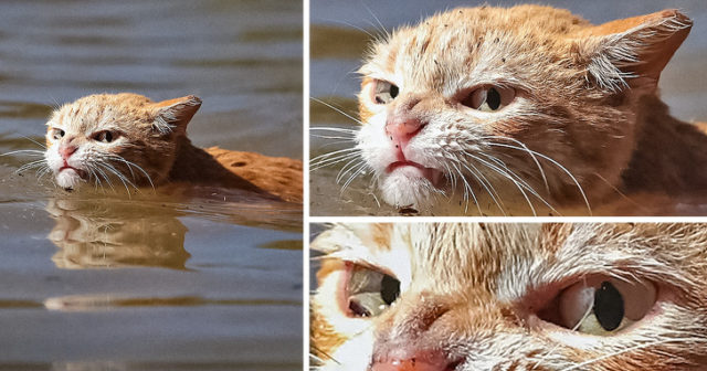 рыжий кот в воде