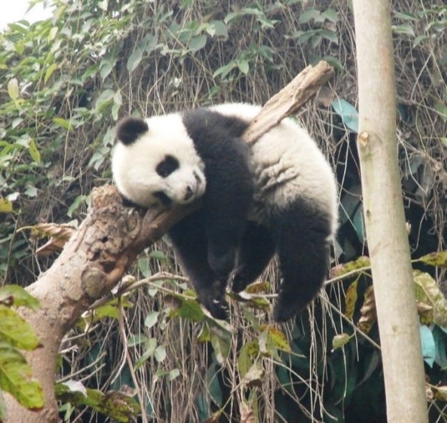 панда спит на ветке