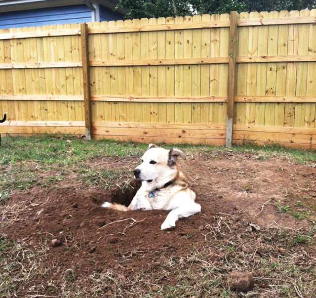 собака сидит в яме во дворе