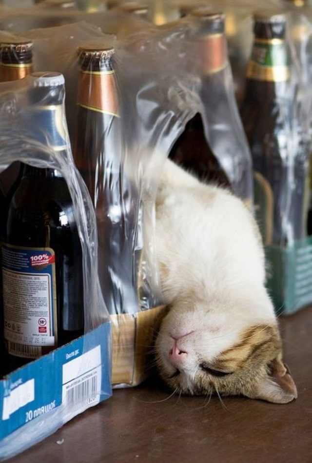 кот в паке с бутылками
