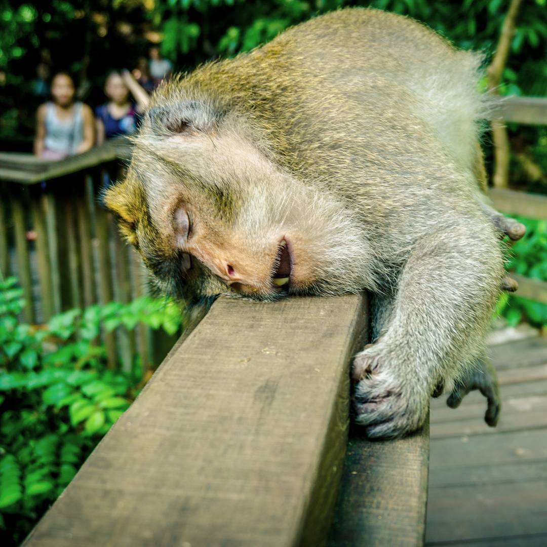 Спавшие животные людей. Уставшая обезьяна. Сонная обезьяна.