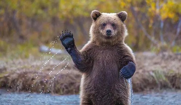 бурый медведь машет лапой