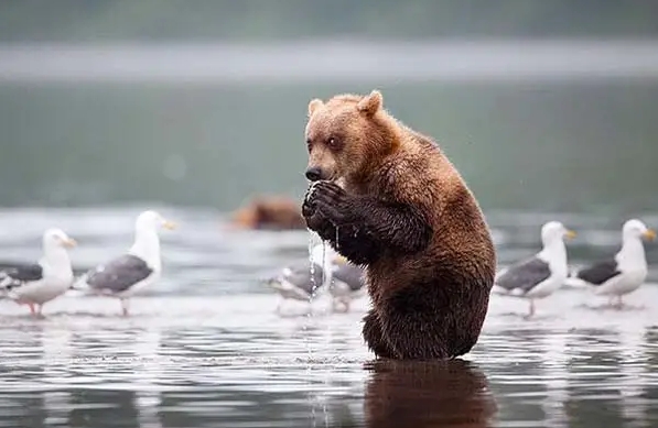 медведь ест рыбу в воде