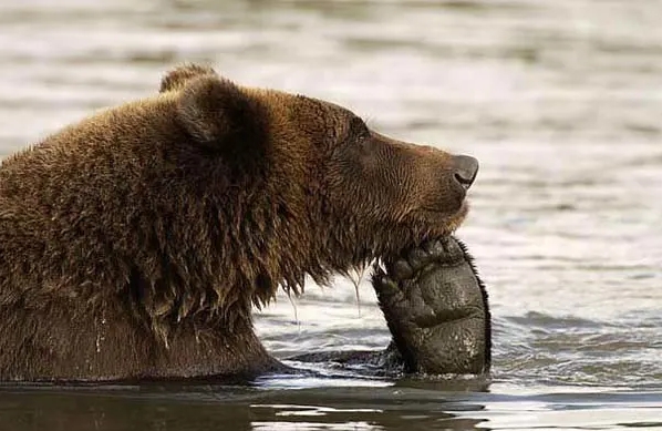 бурый медведь сидит в воде