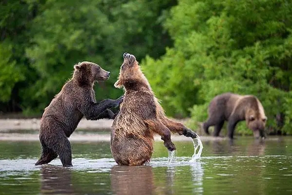 бурые медведи в воде
