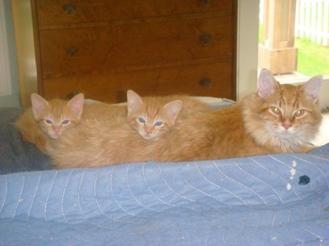 три рыжих кота