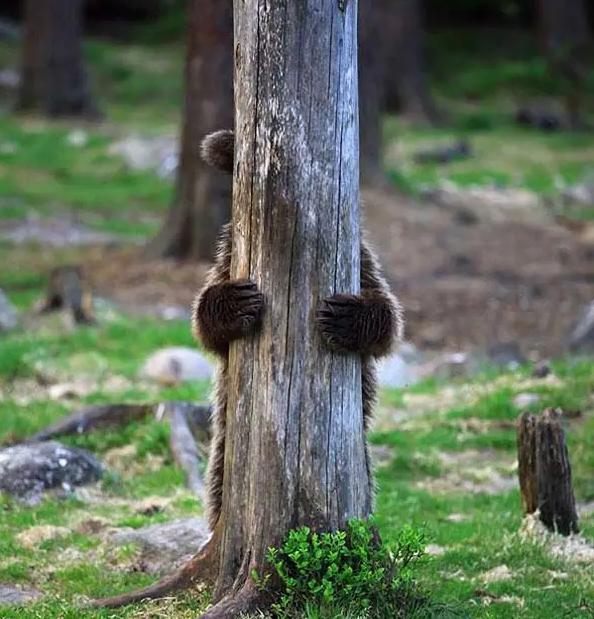 медвежонок стоит за деревом