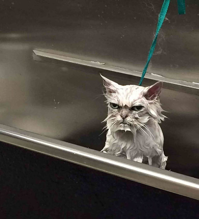 мокрый кот на поводке