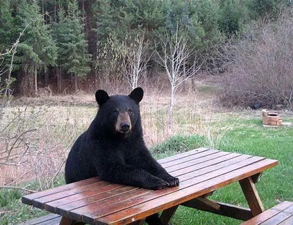 медведь сидит за столом