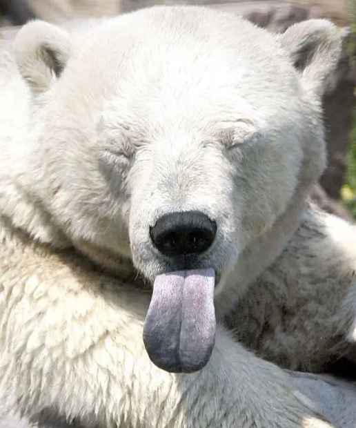 белый медведь показывает язык
