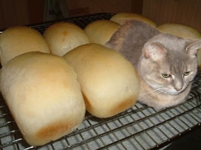 кошка сидит на противне с хлебом