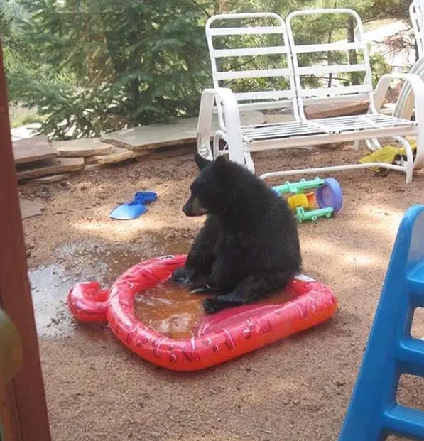 медведь сидит в надувном бассейне
