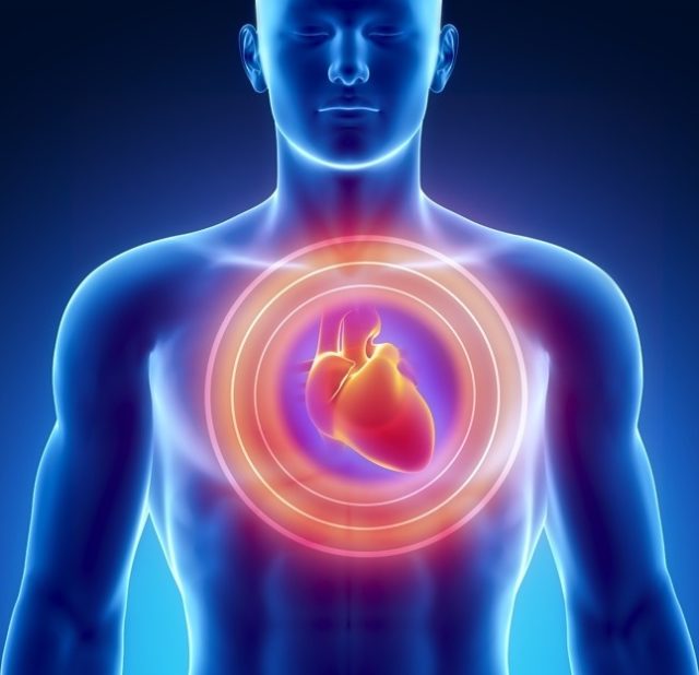 рисунок человеческого сердца
